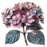 AI generated Isolated illustration of hydrangea with purple petal png