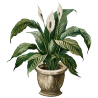 AI generated Isolated illustration of a peace lily in pot png