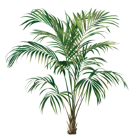 AI generated Isolated illustration of areca palm tree png