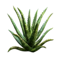 AI generated Isolated illustration of aloe vera plant png