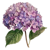 AI generated Isolated illustration of hydrangea with purple petal png
