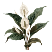 AI generated Isolated illustration of a peace lily plant pot png