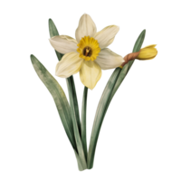 AI generated Isolated illustration of Daffodil png