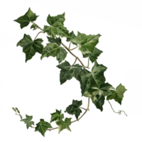 AI generated Isolated illustration of english ivy plant tree png