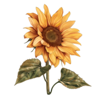 AI generated Isolated illustration of single sunflower png