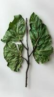 AI generated Human lungs in the form of trees or leaves on a white background photo