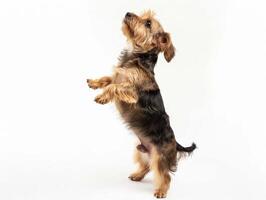 AI generated a playful dog standing on its hind legs on white background photo