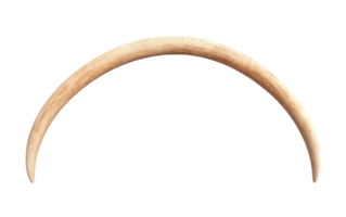Circus Elephant Tusk On Transparent Background png