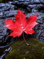 AI generated One vivid autumn colorful maple leaf in red and yellow colors. leaf color dry park close illustration forest autumn, natural season, outdoor garden leaf color dry park close photo