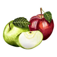 Red and green apples with leaves watercolor illustration isolated on white background. Watercolor hand drawn. Eco natural food fruits illustration. Botanical illustration isolated. png