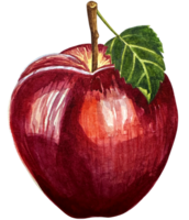 aquarelle rouge Pomme fruit entier avec feuille fermer isolé sur blanc Contexte png