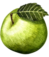 waterverf groen appel fruit geheel met blad detailopname geïsoleerd Aan wit achtergrond png