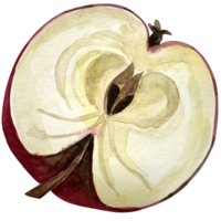 Watercolor painted slice of red apple fruit - half. Watercolor illustration. png
