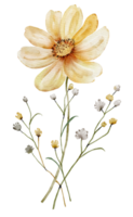 Watercolor floral bouquet. Isolated flowers on white background. png