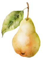 päron frukt, vattenfärg illustration png