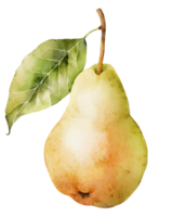 Peer fruit, waterverf illustratie png