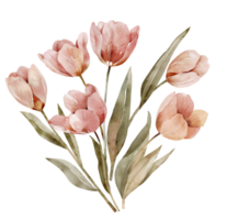 Watercolor bouquet of pink tulips isolated on white background. png