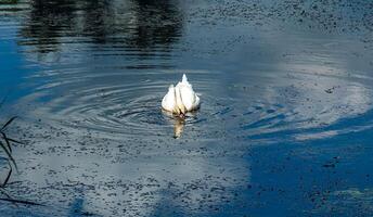 White swan on the river. Reflections on the surface of the water. photo