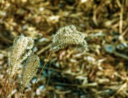 Dry grass background. Dry panicles of Miscanthus sinensis sway in the wind in early spring photo