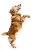 AI generated a playful dog standing on its hind legs on white background photo