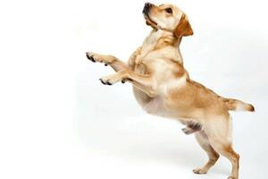 AI generated a playful dog standing on its hind legs on white background photo