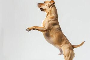 AI generated a playful dog standing on its hind legs on white background photo