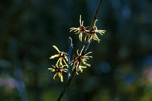 Hamamelis virginiana with yellow flowers that bloom in early spring. photo