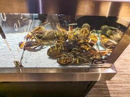 acuario con grande langostas con vendado garras. sano comida concepto. foto