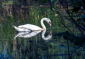 blanco cisne en el río. reflexiones en el superficie de el agua. foto