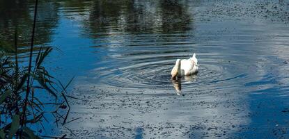 White swan on the river. Reflections on the surface of the water. photo