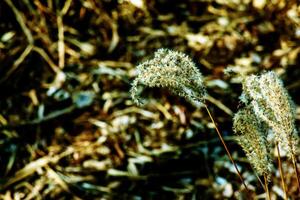 Dry grass background. Dry panicles of Miscanthus sinensis sway in the wind in early spring photo