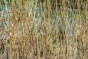 Dry grass background. Dry panicles of Miscanthus sinensis sway in the wind in early spring photo