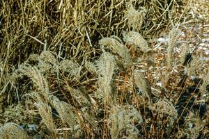 Dry grass background. Dry panicles of Miscanthus sinensis sway in the wind in early spring photo