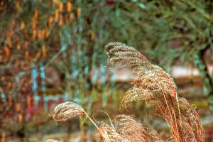 seco césped antecedentes. seco panículas de miscanthus sinensis influencia en el viento en temprano primavera foto