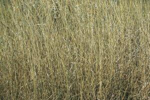 Dry grass background. Dry panicles of Miscanthus sinensis sway in the wind in early spring photo