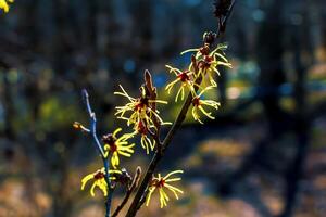 Hamamelis virginiana with yellow flowers that bloom in early spring. photo