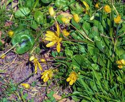 Bright yellow flowers of Ficaria verna against a background of green leaves in early spring. photo