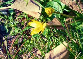 brillante amarillo flores de ficaría verna en contra un antecedentes de verde hojas en temprano primavera. foto