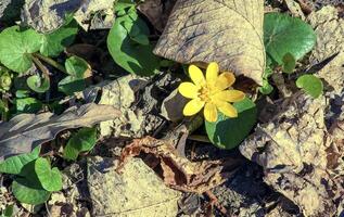 Bright yellow flowers of Ficaria verna against a background of green leaves in early spring. photo