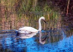 White swan on the river. Reflections on the surface of the water. photo