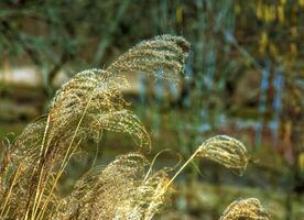 Dry grass background. Dry panicles of Miscanthus sinensis sway in the wind in early spring photo