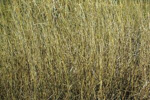 seco césped antecedentes. seco panículas de miscanthus sinensis influencia en el viento en temprano primavera foto