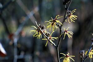 Hamamelis virginiana with yellow flowers that bloom in early spring. photo