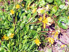 Bright yellow flowers of Ficaria verna against a background of green leaves in early spring. photo