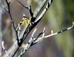 Hamamelis intermedia with yellow flowers that bloom in early spring. photo