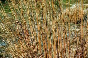 Dry grass background. Dry panicles of Miscanthus sinensis sway in the wind in early spring photo