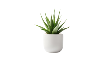 aloe vera pott på transparent bakgrund png