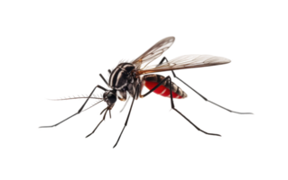Mosquito Image On Transparent Background. png