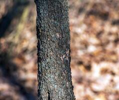 Background and texture of the bark of the Pistacia vera tree. photo