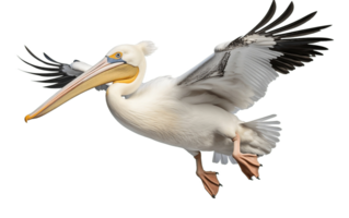 ai gerado transparente fundo branco pelicano isolado png